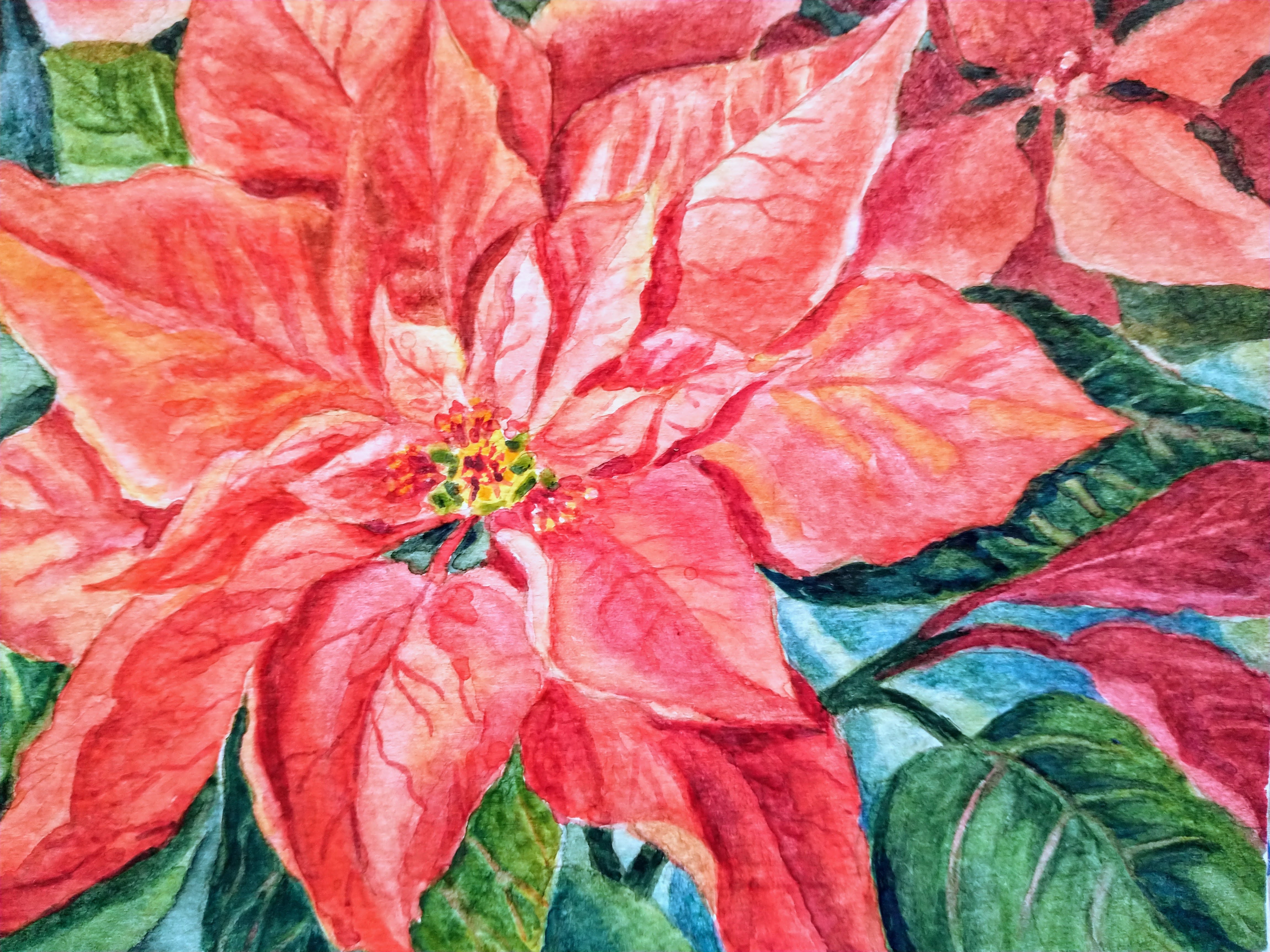 POINSETTIA